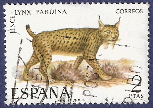 Edifil 2037 Lince 2