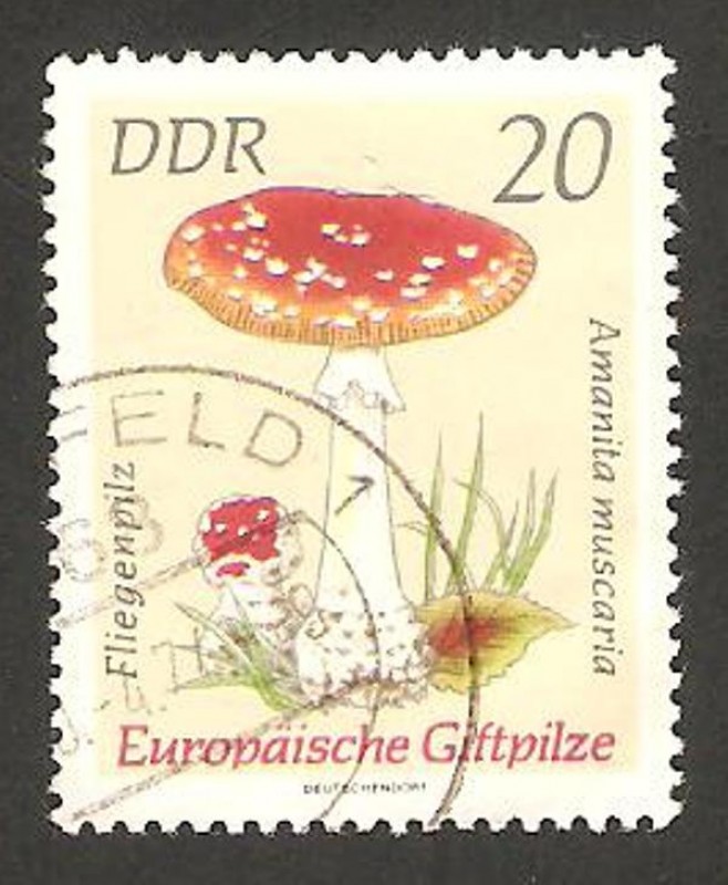 champiñon amanita muscaria