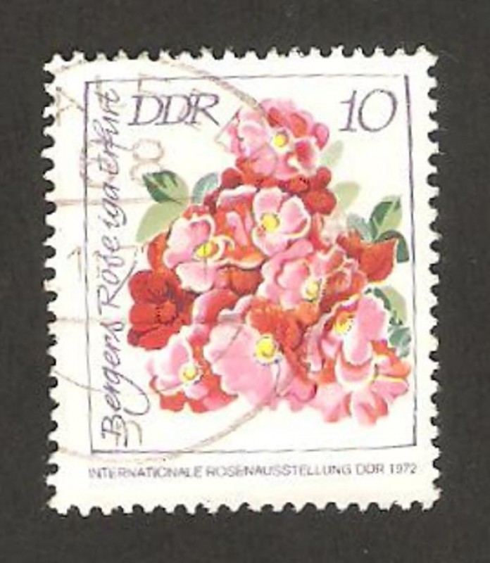 Rosa bergers