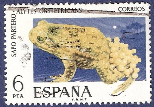 Edifil 2275 Sapo partero 6