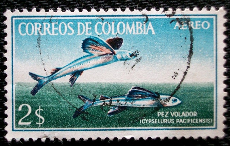 Pez Volador. Icipselurus Pacificensin