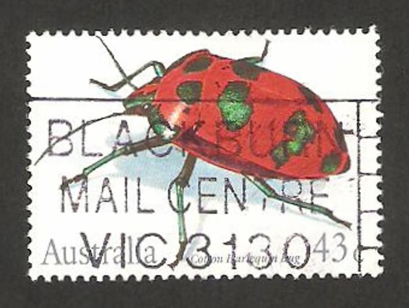 fauna, cotton harlequin bug 