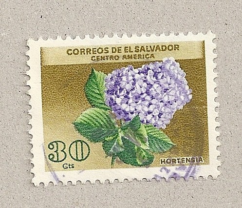 Hortensia