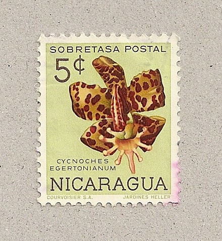 CynochesEgertonianum