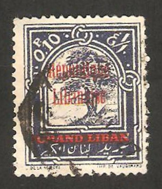 cedro libanes