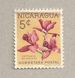 Flor Cattleya skinner