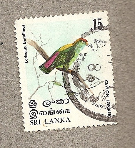 Loro ceilandés