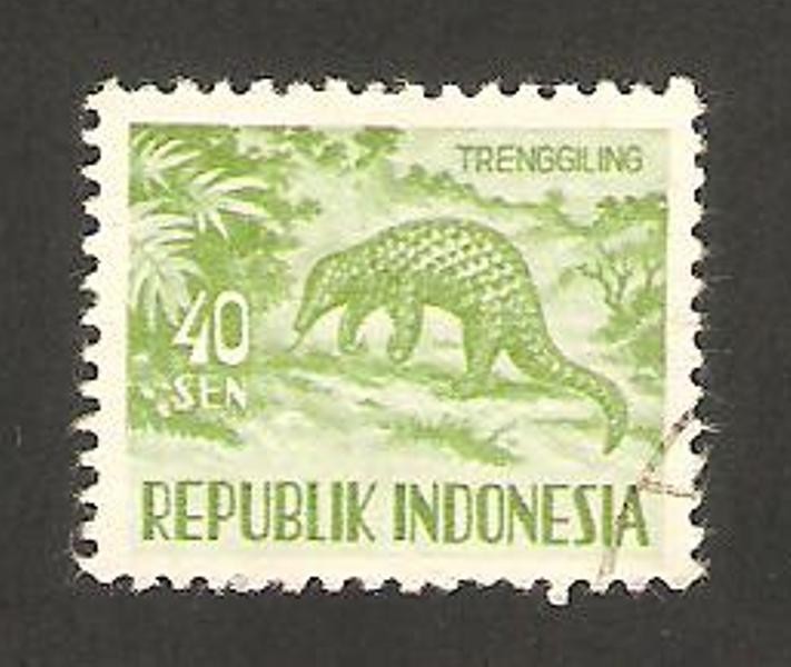 fauna, un pangolin, oso hormiguero
