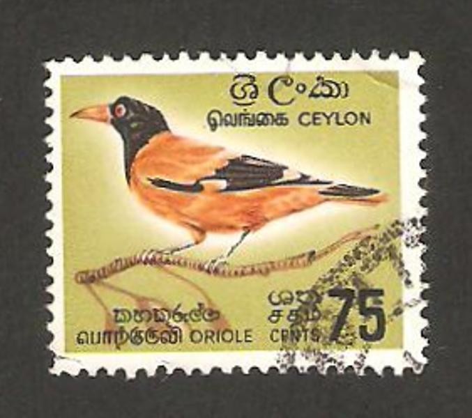 pájaro oriol