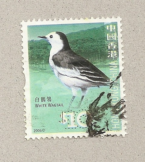 Lavandera de cola blanca
