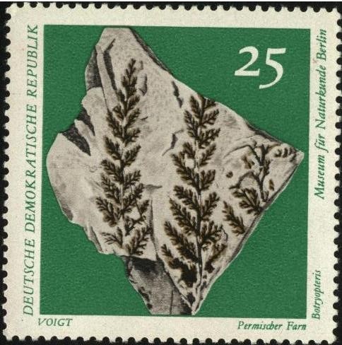 Fósil Permischer Farn Botryopteris. Museo de historia natural de Berlín.