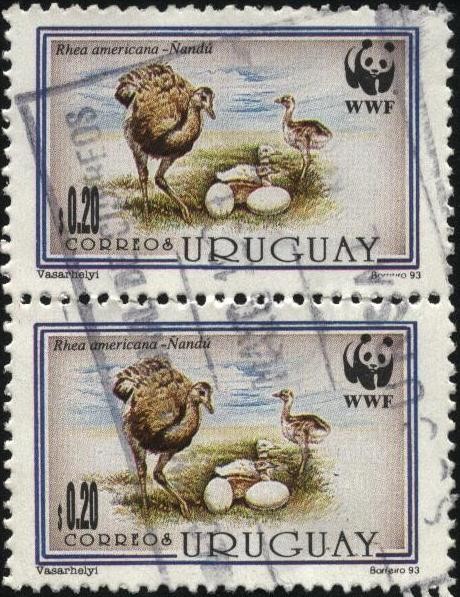 Rhea americana. Ñandú con pichones.