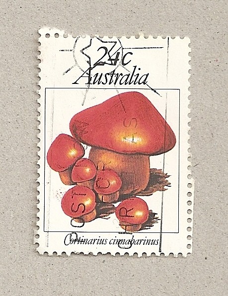 Seta Cortinarius cinnabarinus