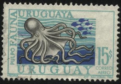  Fauna ictícola uruguaya. Pulpo. 