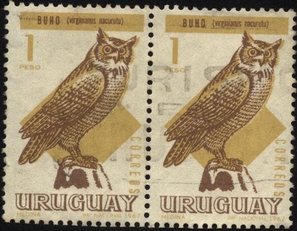 Buho. Virginianus ñacurutú.