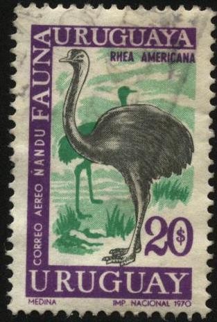 Fauna uruguaya. Ñandú. Rhea Americana.