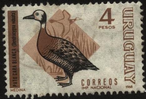 Aves autóctonas. Pato sirirí cariblanco, sirirí de la pampa o yaguasa careta. Dendrocygna viduata.