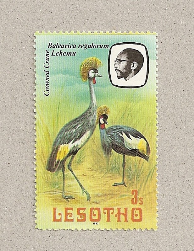 Ave Balearica regulorum
