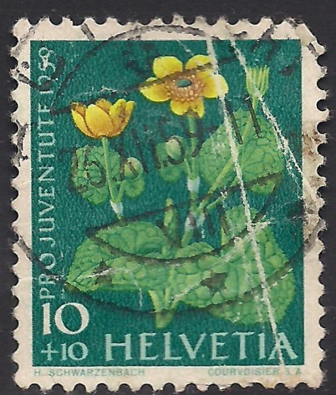 Flores: Calendula.