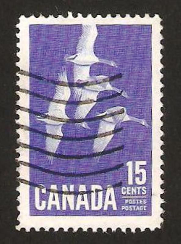 337 - Aves