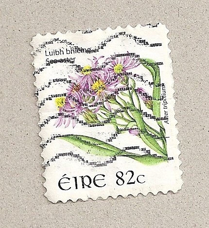 Flor Aster tripodium