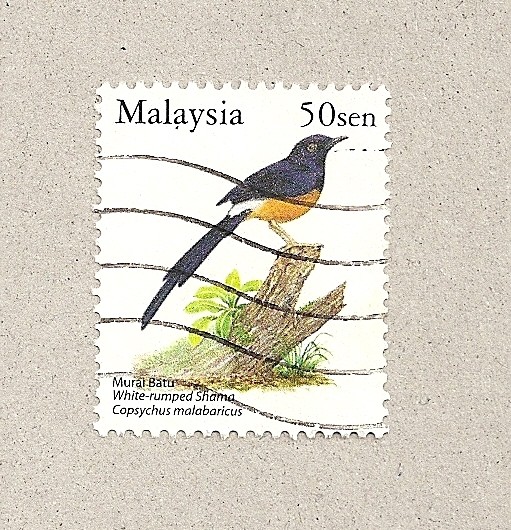 Ave Copsychus malabaricus
