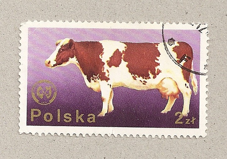 Vaca
