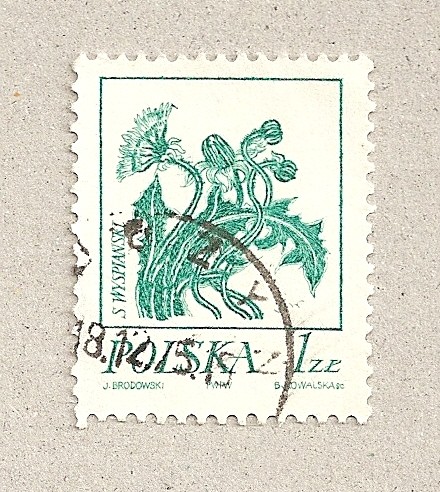 Planta