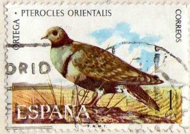 ortega pterocles orientalis