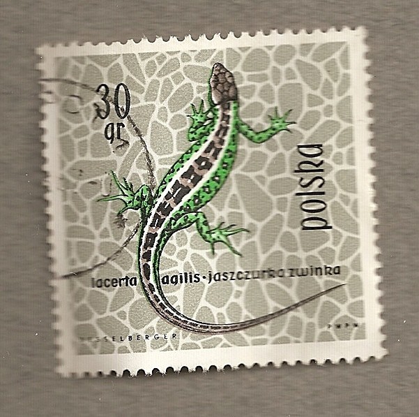 Lagartija Lacerta agilis