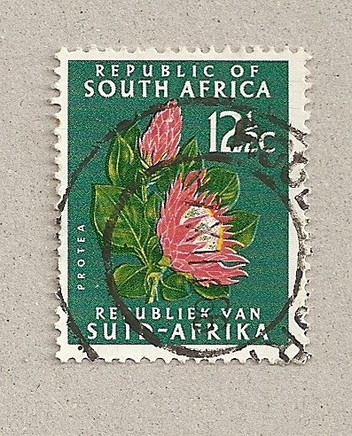 Protea