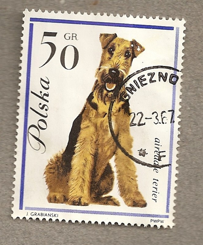 Perro terrier