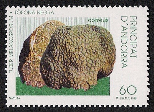 SETAS-HONGOS: 1.103.012,00-Tuber melanosporum