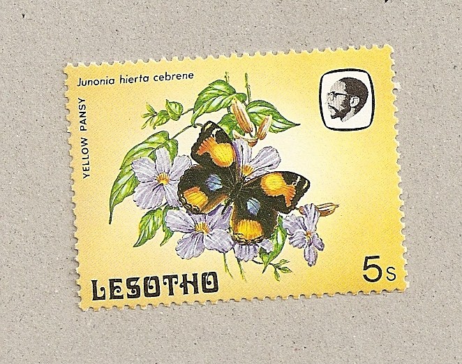 Maripoa Junonia cebrene