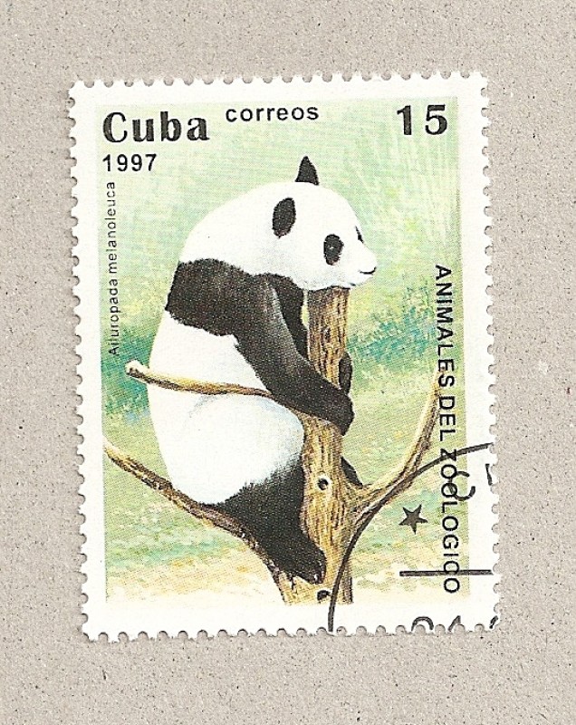 Oso panda