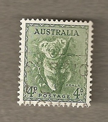 Koala