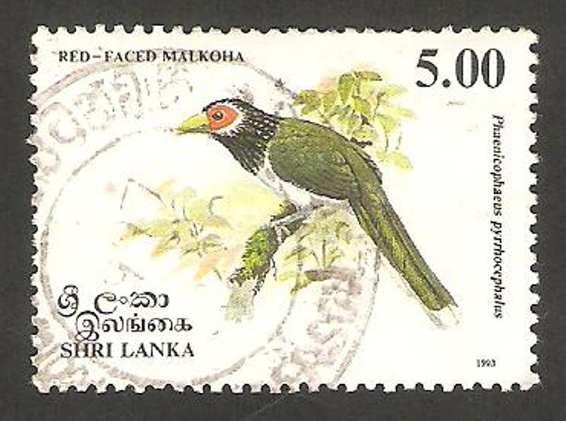 ave phaenicopheus pyrrhocephalus
