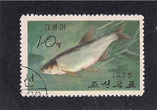 Peces