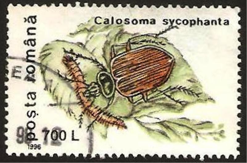 insecto un escarabajo