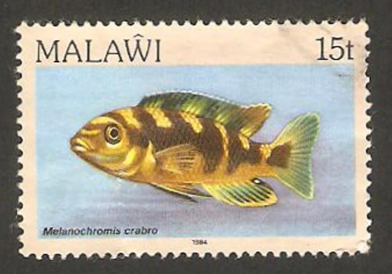 pez melanochromis crabo