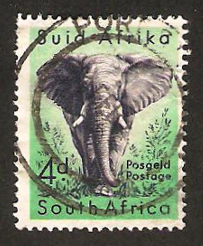 un elefante