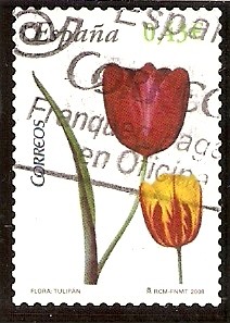 Tulipan