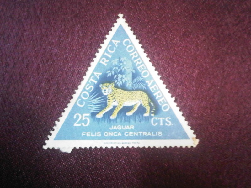 Jaguar-Felis onca centrales