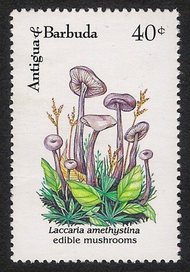 SETAS-HONGOS: 1.105.034,00-Laccaria amethystina
