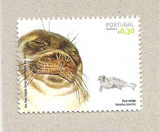 Foca monje