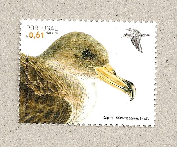 Pardela de pico amarillo