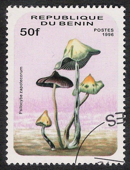 SETAS-HONGOS: 1.114.012,00-Psilocybe zapotecorum - 