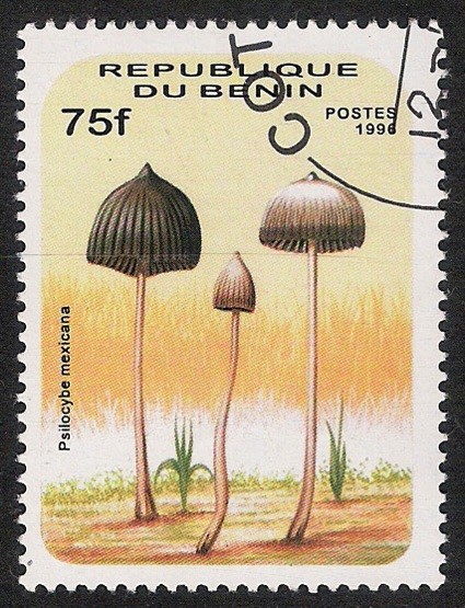 SETAS-HONGOS: 1.114.013,00-Psilocybe mexicana - 