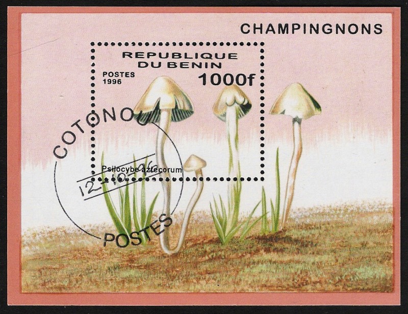 SETAS-HONGOS: 1.114.018,00-Psilocybe aztecorum - 