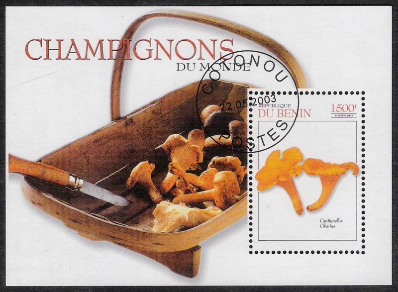 SETAS-HONGOS: 1.114.047,00-Cantharellus cibarius